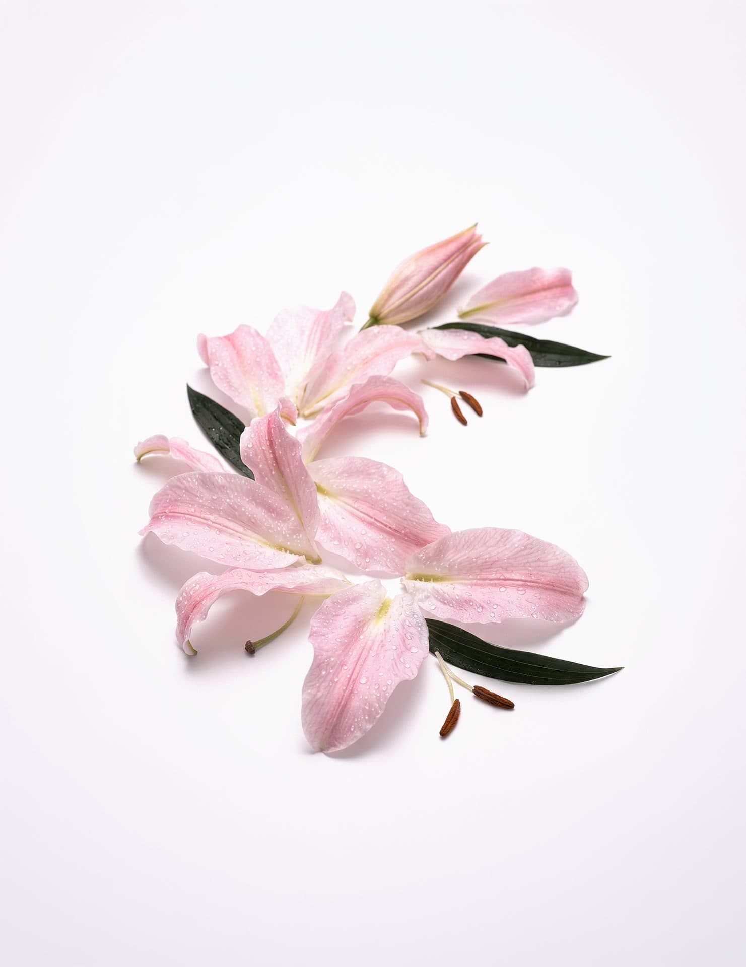 FLORAL
